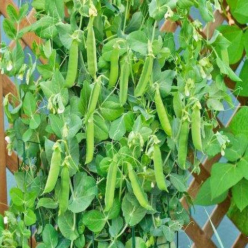 Patio Pride Peas – Organic Pea Seeds for Container Garden & Succession Planting