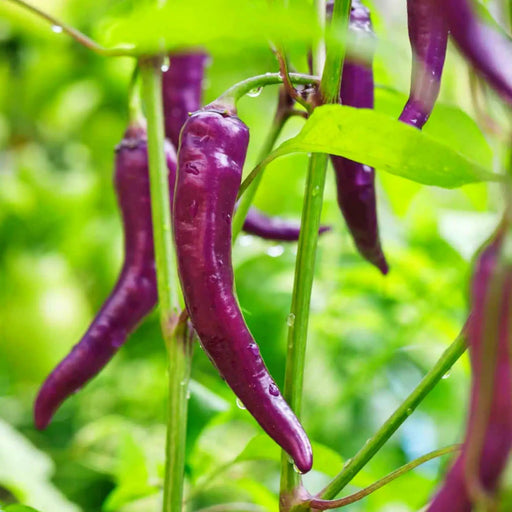 Purple Cayenne Chili - Heirloom Hot Pepper Seeds | Spicy Caribbean Pods