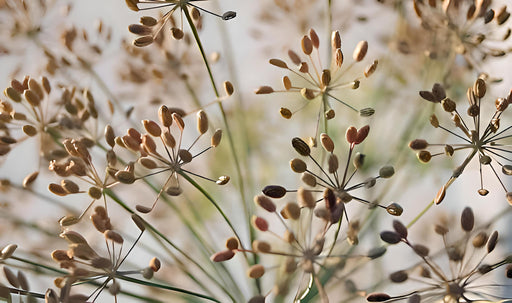 Long Island Mammoth Dill - Heirloom Dill Seeds For Pickles & Culinary Herbs