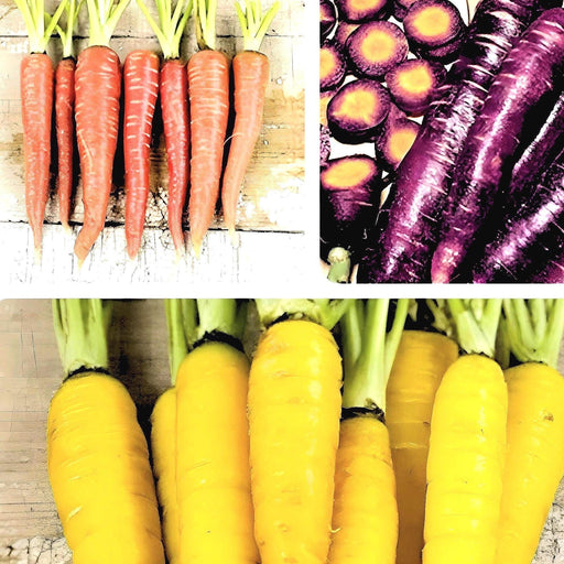 Colorful Carrot Seeds – Heirloom Seed Collection | Red Yellow Purple Carrots