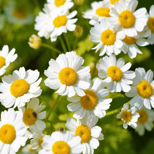 a close-up view of a cluster of white daisy flowers with yellow centers, set against a blurred green background.