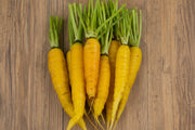 Colorful Carrot Seeds – Heirloom Seed Collection | Red Yellow Purple Carrots