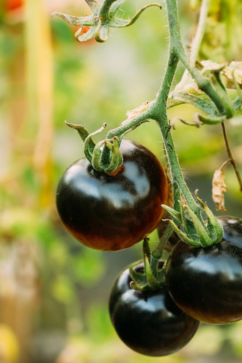 Black Beauty Tomato