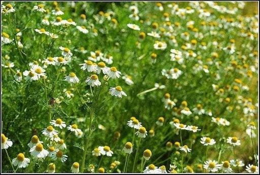 German Chamomile Seeds - Heirloom, Non GMO, Apple Scented Flowers for Herbal Tea