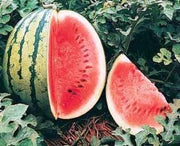 Crimson Sweet Watermelon - Heirloom Garden Seeds | Sweet Red Melon, Lycopene Rich