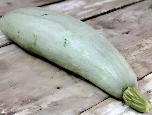 Big Blue Guatemalan Squash - Heirloom Winter Seeds | Blue Banana Shaped Fruit