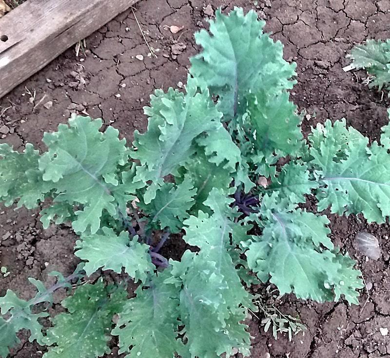Red Russian Kale - Heirloom Open Pollinated Seeds | Cold Hardy, Nutritious Leafy Greens