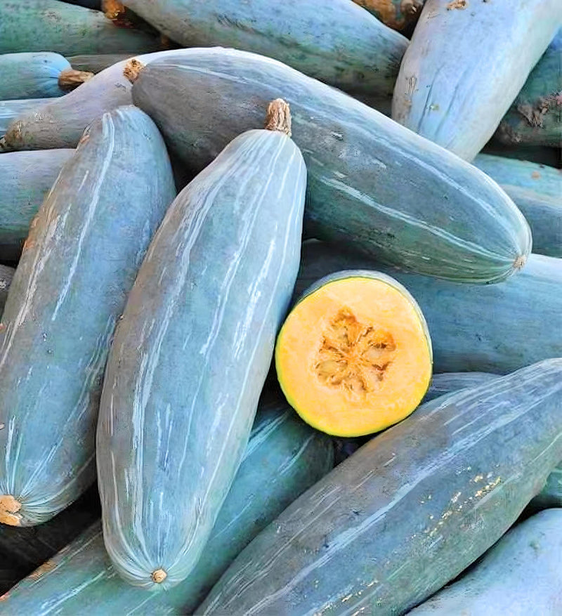Big Blue Guatemalan Squash - Heirloom Winter Seeds | Blue Banana Shaped Fruit