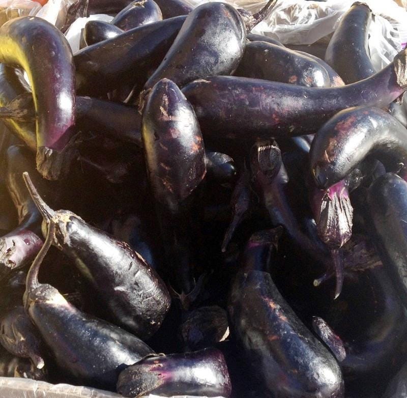 Florida Market Eggplant Seeds - Heirloom, Disease Resistant, USA Grown Variety