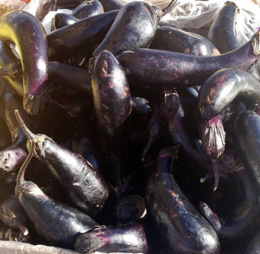 Florida Market Eggplant Seeds - Heirloom, Disease Resistant, USA Grown Variety
