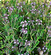 Common Thyme Seeds - Heirloom Culinary & Medicinal Herb Packet | Organic Garden Variety
