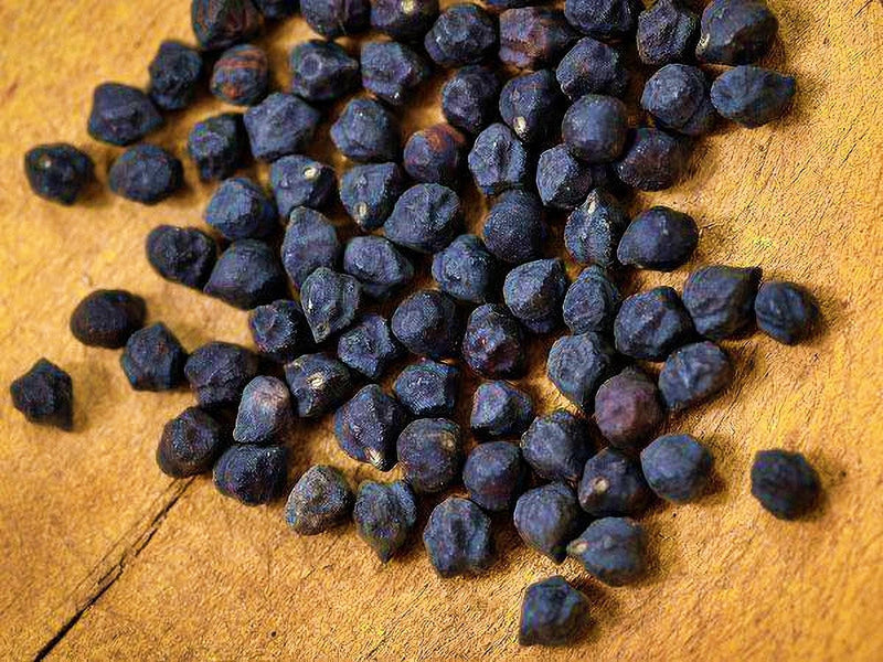 Black Garbanzo Beans - Heirloom Bush Beans | Organic Chickpea Seeds, High Protein Legumes