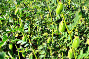 Black Garbanzo Beans - Heirloom Bush Beans | Organic Chickpea Seeds, High Protein Legumes