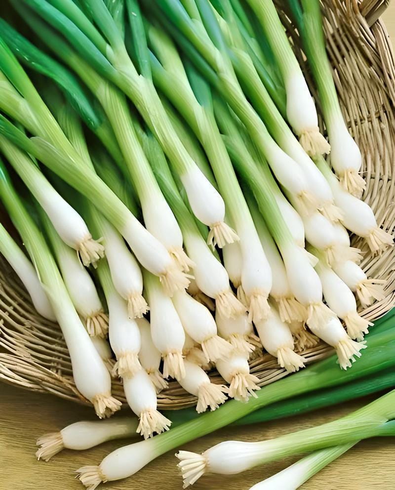 Tokyo Long White Onion - Heirloom Bunching Seeds | Sweet Mild Salad Variety