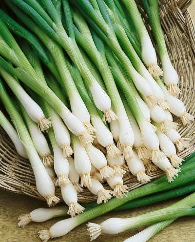 Tokyo Long White Onion - Heirloom Bunching Seeds | Sweet Mild Salad Variety