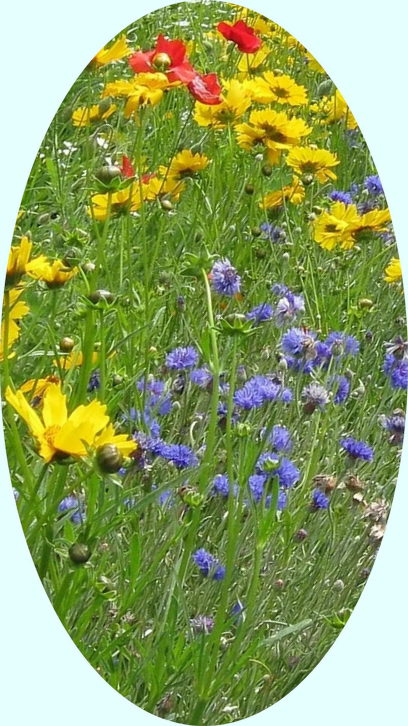 Western Wildflower Mix – Pollinator Flower Blend | Easy Grow Wildflowers Seed Packet