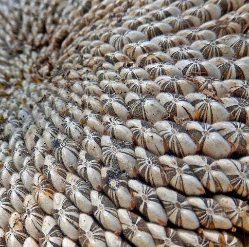 Mongolian Giant Sunflower, Heirloom Sunflower Seeds: Large Yellow Blooms