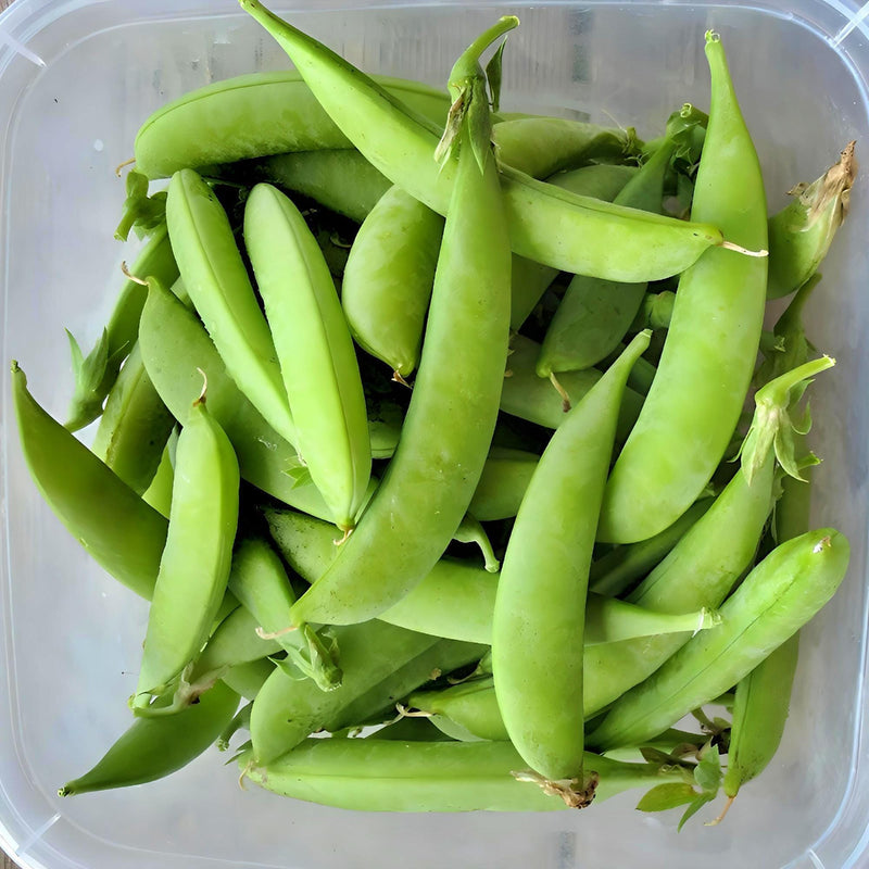 Amish Snap Peas - Heirloom Organic Snap Pea Seeds | Crisp Sweet Green Pods