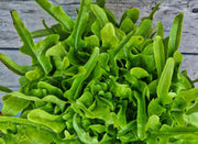 Baby Oak Leaf Lettuce - Heirloom Leaf Lettuce Seeds | Compact Variety, GMO-Free
