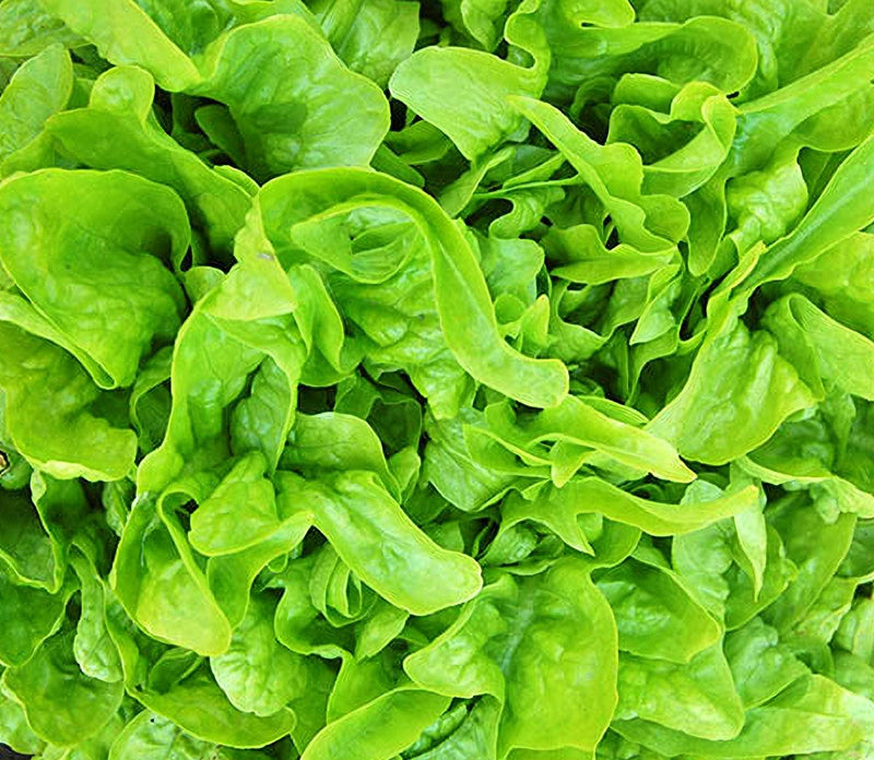 Baby Oak Leaf Lettuce - Heirloom Leaf Lettuce Seeds | Compact Variety, GMO-Free