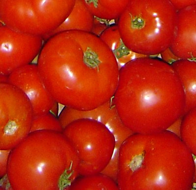 Rutgers Tomato