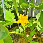 Beit Alpha Cucumber Heirloom Seeds – Sweet, Burpless, High Yield Variety