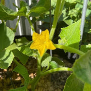 Beit Alpha Cucumber Heirloom Seeds – Sweet, Burpless, High Yield Variety