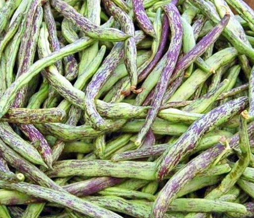 Rattlesnake Pole Beans