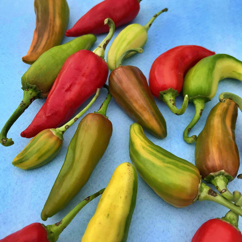 Fish Hot Pepper Heirloom Seeds – Variegated Capsicum Annuum, Heat Tolerant