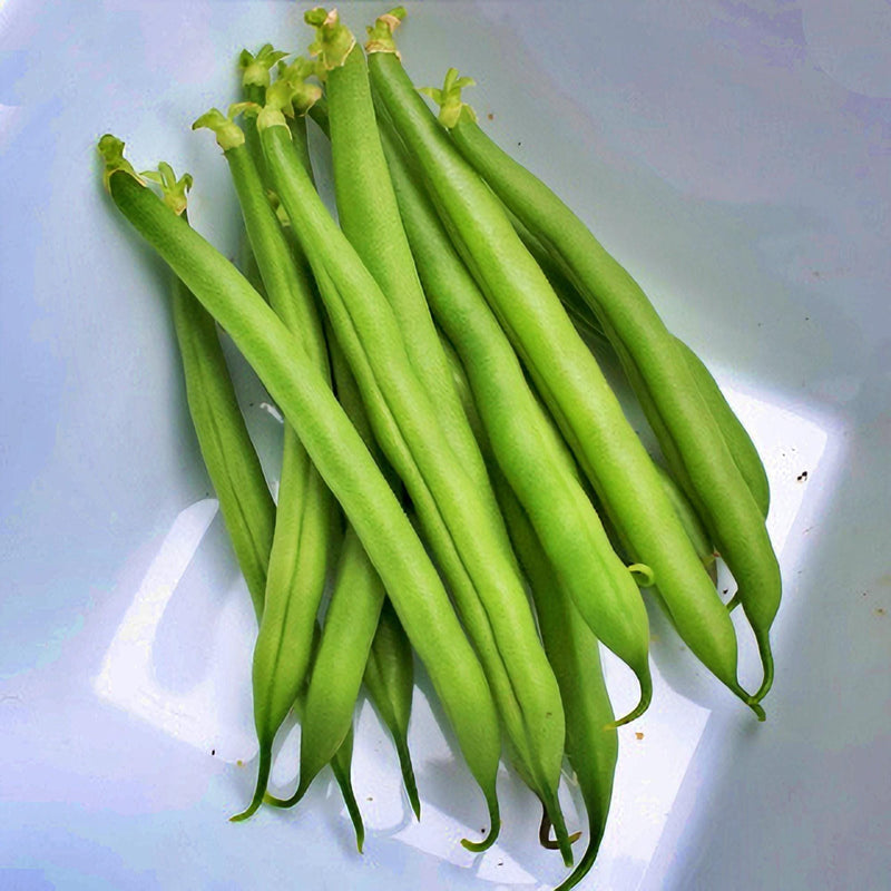 Sunray Bush Snap Bean – Heirloom Vegetable Seeds | Stringless Green Pods