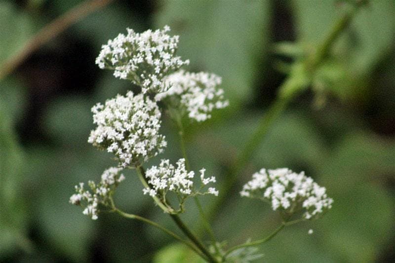 Valerian