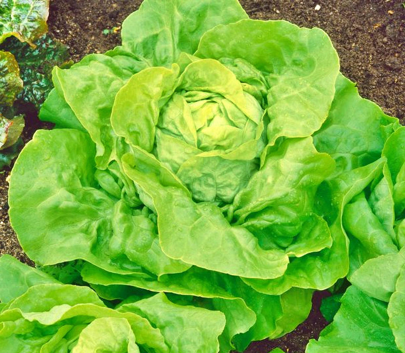 Butterhead Lettuce Seeds - Heirloom Boston Variety | Heat & Cold Resistant, Soft Texture