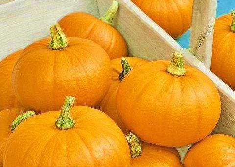 Spookie Pumpkin Seeds - High Yielding Heirloom Seeds for Pumpkin Pie & Carving