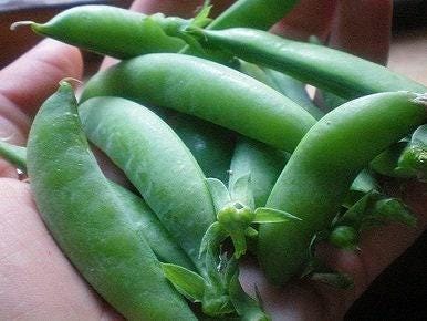 Sugar Ann Snap Peas – Heirloom Sweet Edible Pods | Organic Non GMO Pea Seeds