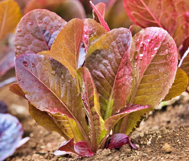 Red Romaine Lettuce - Heirloom Vegetable Garden Seeds | USA Grown, Non GMO
