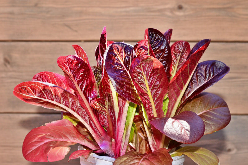 Red Romaine Lettuce - Heirloom Vegetable Garden Seeds | USA Grown, Non GMO