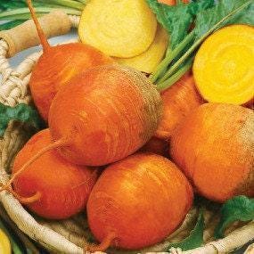Heirloom Beet Seed Collection