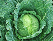 Danish Ballhead Cabbage - Heirloom Storage Variety | Vegetable Garden Seeds