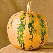 Styrian Pumpkin