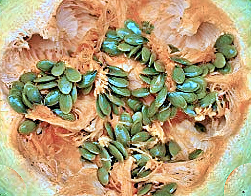Styrian Pumpkin