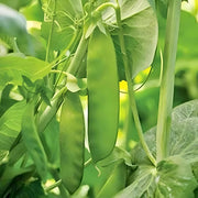 Mammoth Melting Sugar Pea – Organic Snow Pea Seeds | Sweet Edible Pods