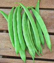 Forrester Romano Bush Beans – Heirloom Flat Pods | Thick Juicy Green Beans