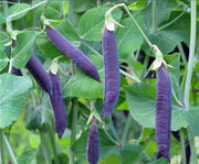 Purple Magnolia Snap Peas