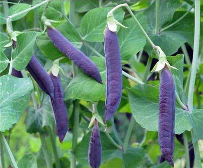 Purple Magnolia Snap Peas