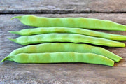 Forrester Romano Bush Beans – Heirloom Flat Pods | Thick Juicy Green Beans
