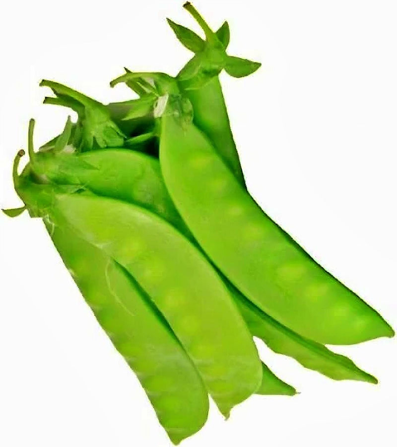 Mammoth Melting Sugar Pea – Organic Snow Pea Seeds | Sweet Edible Pods