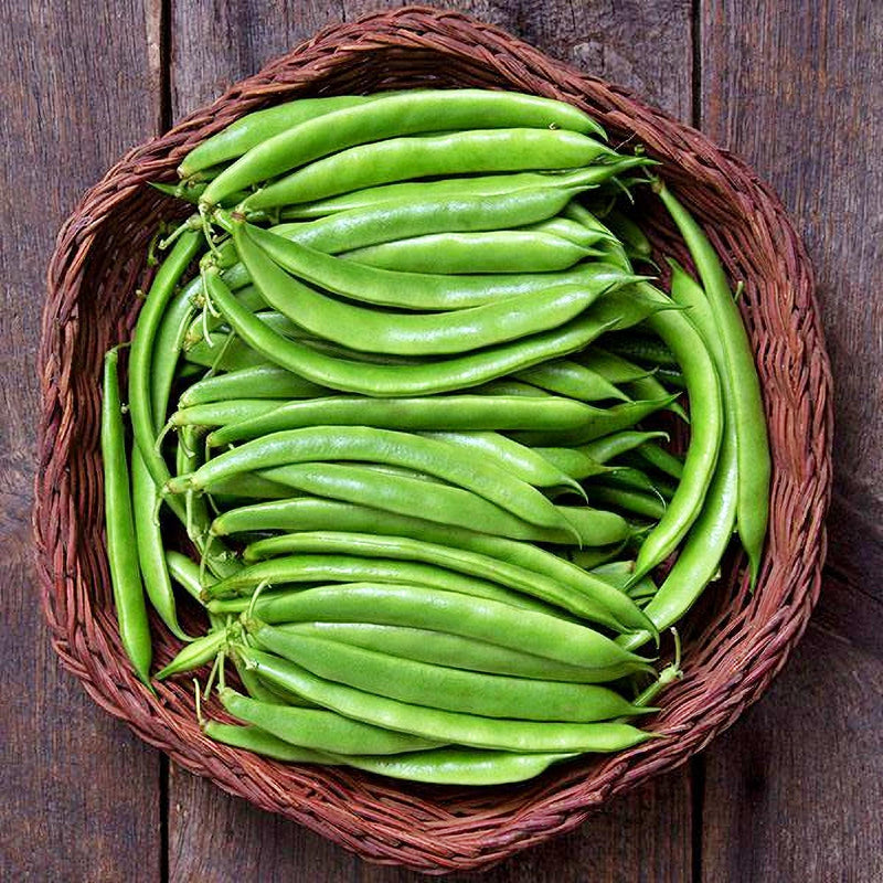Italian Roma Bush Forrester Romano Bush Bean Seeds - Heirloom | Flat Italian Romano Style ...