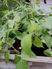 Forrester Romano Bush Beans – Heirloom Flat Pods | Thick Juicy Green Beans