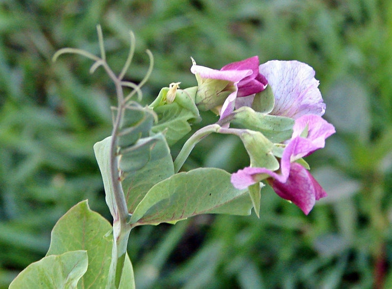 Purple Magnolia Snap Peas