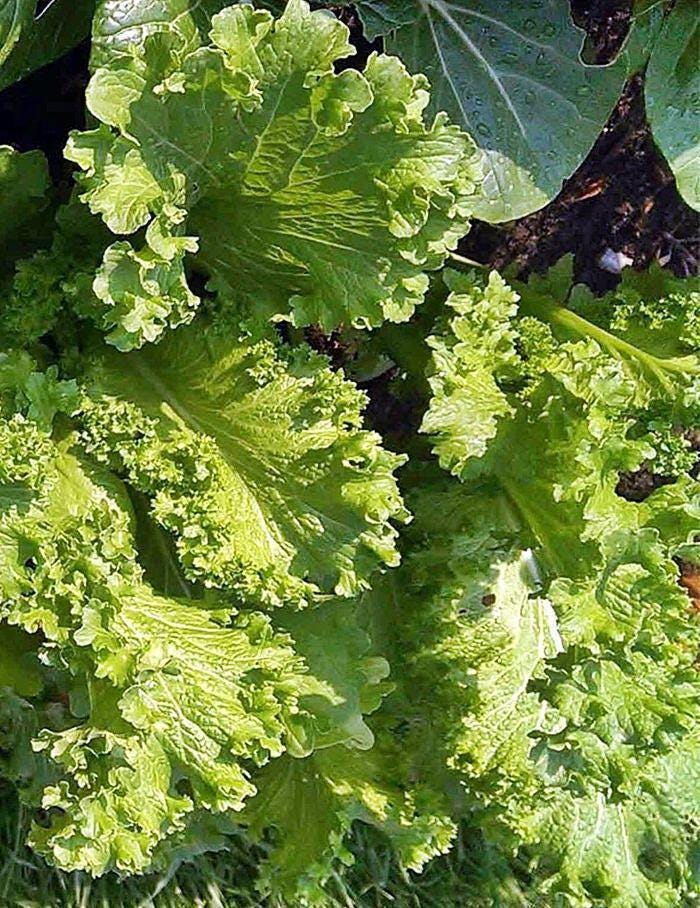 Southern Giant Curled Mustard Seeds – Heirloom, Winter Hardy, Open Pollinated Greens